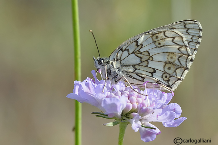 Melanargia russiae  : Si ♀